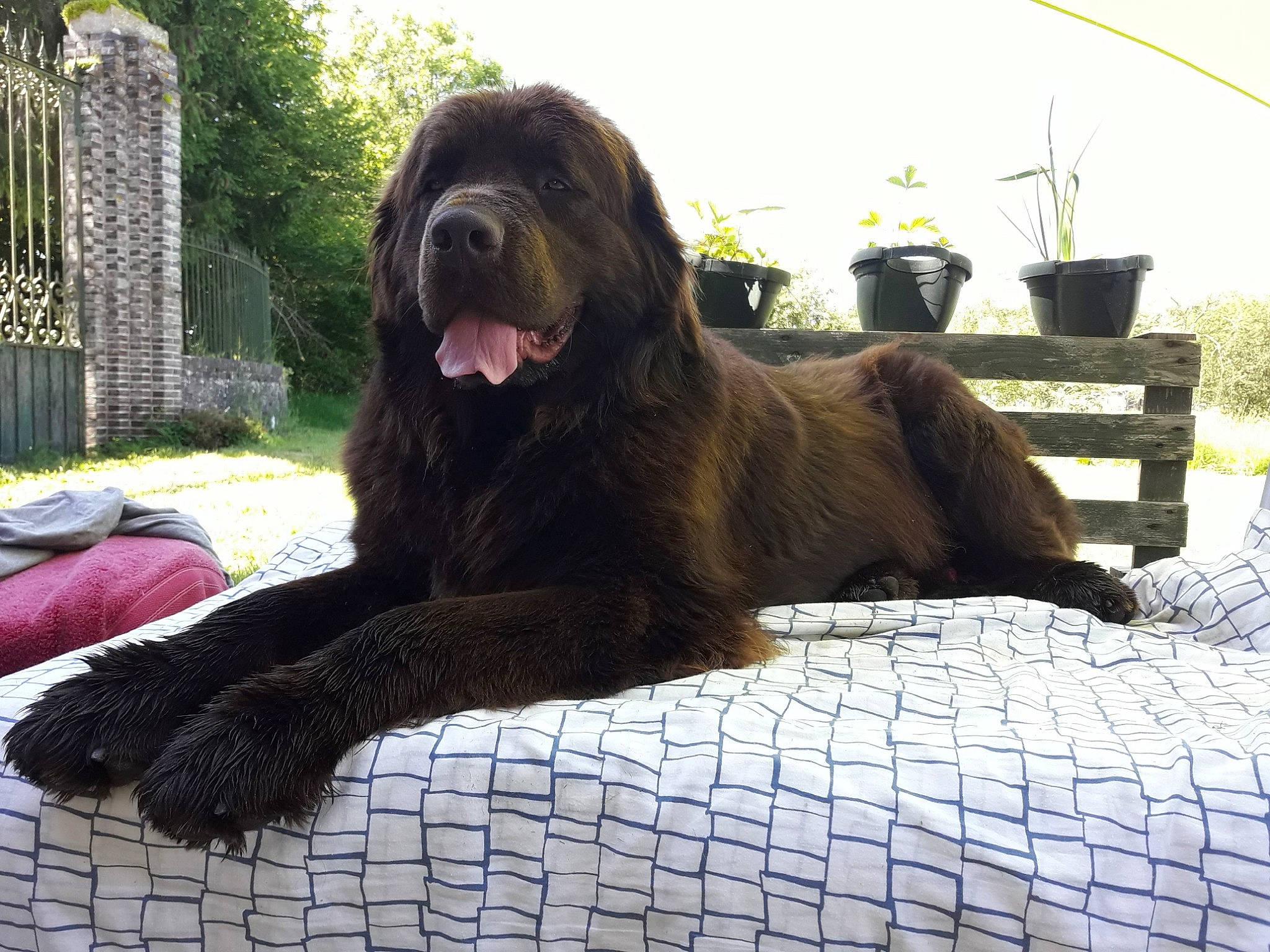 Nuage a rejoint le concours — aidez-le/la à gagner de superbes lots ! ancient_dog_breeds, canidae, carnivore, companion_dog, dog, dog_breed, giant_dog_breed, liver, mammal, newfoundland, rare_breed_dog, sporting_group, vertebrate