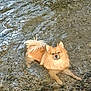 dog, water, stream, outdoor, animal, fluffy, golden, nature, pet, canine, shallow_water, relaxing, summer, fur, wildlife, riverbed, mammal, playful, adorable, wet