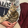 Stitch a rejoint le concours — aidez-le/la à gagner de superbes lots ! cat, kitten, tabby, animal, pet, fur, whiskers, ears, eyes, sitting, cuddling, person, hands, arms, hoodie, jacket, indoor, portrait, cozy, adorable