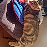 cat, tabby_cat, striped_fur, pet, animal, sitting, lounging, backpack, chair, indoor, sunlight, shadow, furniture, textile, blue, red, brown, tail, whiskers, relaxed