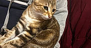 Stitch participe au concours pour gagner de l'argent avec cette photo : cat, tabby, kitten, pet, animal, feline, sitting, lap, hands, human, striped_fur, brown_fur, green_eyes, whiskers, ears, indoors, clothing, jacket, tote_bag, portrait