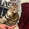 cat, tabby, kitten, pet, animal, feline, sitting, lap, hands, human, striped_fur, brown_fur, green_eyes, whiskers, ears, indoors, clothing, jacket, tote_bag, portrait