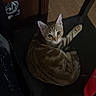 cat, kitten, tabby, pet, animal, feline, sitting, lounging, chair, black_chair, indoor, home, wood_floor, furniture, large_ears, green_eyes, striped_fur, stretched_paw, portrait, relaxed