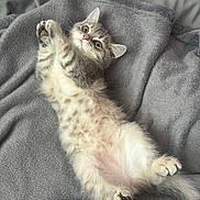 Tootie joined the competition — help win amazing prizes! kitten, cat, pet, feline, fluffy, lying_down, gray_blanket, cozy, cute, domestic_animal, whiskers, paws, belly, fur, playful, indoor, resting, young_animal, sleepy, relaxed
