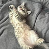 kitten, cat, pet, feline, fluffy, lying_down, gray_blanket, cozy, cute, domestic_animal, whiskers, paws, belly, fur, playful, indoor, resting, young_animal, sleepy, relaxed