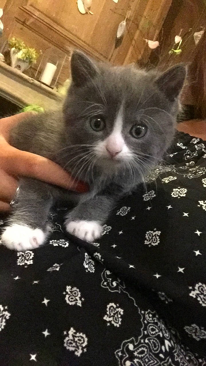 Olymp participe au concours pour gagner de l'argent avec cette photo : asian, british_semi_longhair, british_shorthair, carnivore, cat, chartreux, domestic_short_haired_cat, european_shorthair, felidae, kitten, korat, mammal, nebelung, polydactyl_cat, russian_blue, small_to_medium_sized_cats, snout, whiskers