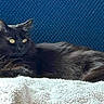 black_cat, cat, pet, animal, feline, lying_down, relaxed, alert, fur, whiskers, eyes, blanket, texture, blue_background, indoor, cozy, resting, cute, domestic_cat, long_hair