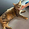 animal, cat, closeup, content, cute, domestic, ears, floor, friendly, fur, human_hand, indoor, lying_down, paws, pet, relaxed, resting, scratching, tabby, whiskers