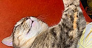 Lucy participe au concours pour gagner de l'argent avec cette photo : animal, cat, closeup, comfort, cozy, cushion, cute, feline, fur, indoor, nap, orange, paws, pet, relaxed, resting, sleeping, soft, tabby, whiskers