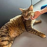 affectionate, animal, cat, claws, companion, cute, domestic_cat, ears, floor, fur, green_eyes, hand, indoor, paw, pet, relaxed, resting, scratching, tabby, whiskers