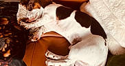 Archi a rejoint le concours — aidez-le/la à gagner de superbes lots ! dog, sleeping, couch, leather, brown, white, black, pillow, blanket, indoor, pet, relaxation, cozy, resting, animal, fur, sleep, home, comfort, paw