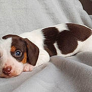 Archi participe au concours pour gagner de l'argent avec cette photo : puppy, dog, dachshund, blanket, bed, lying_down, closeup, cute, young, fur, white_patch, brown_patch, spot, eyes, nose, ear, indoor, resting, pet, cozy