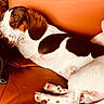 Archi a rejoint le concours — aidez-le/la à gagner de superbes lots ! dog, sleeping, couch, leather, brown, white, black, blanket, indoor, pet, cozy, resting, fur, paw, ears, relaxation, home, comfort, animal, canine