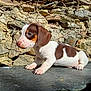 Archi participe au concours pour gagner de l'argent avec cette photo : puppy, dog, dachshund, brown_and_white, outdoor, rock_wall, stone_surface, sunlight, shadow, paws, ears, snout, nose, young_animal, pet, curious, texture, natural, closeup, portrait