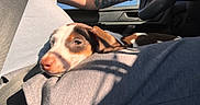Archi a rejoint le concours — aidez-le/la à gagner de superbes lots ! arm, car_interior, close_up, dog, driver, ear, fabric, human, lap, nose, pet, puppy, resting, seat_belt, shadow, steering_wheel, sunlight, tattoo, upholstery, window