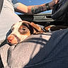 arm, car_interior, close_up, dog, driver, ear, fabric, human, lap, nose, pet, puppy, resting, seat_belt, shadow, steering_wheel, sunlight, tattoo, upholstery, window