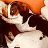Archi participe au concours pour gagner de l'argent avec cette photo : dog, spotted_coat, orange_couch, curled_up, resting, peeking, fluffy_pillow, white_fur, black_fur, pet, animal, indoor, cozy, relaxed, close_up, cute, paw, ear, fur_texture, leather