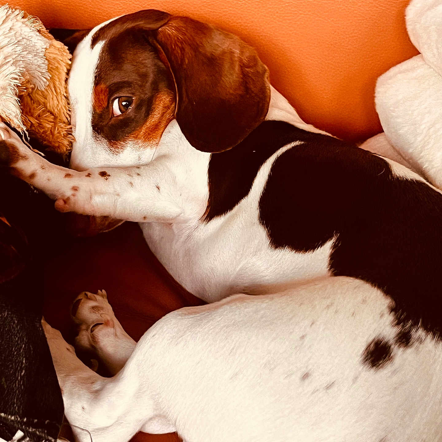 Archi a rejoint le concours — aidez-le/la à gagner de superbes lots ! dog, brown, white, fur, couch, orange, leather, blanket, resting, peeking, paw, nose, ear, sleepy, indoor, pet, cozy, curled_up, close_up, animal