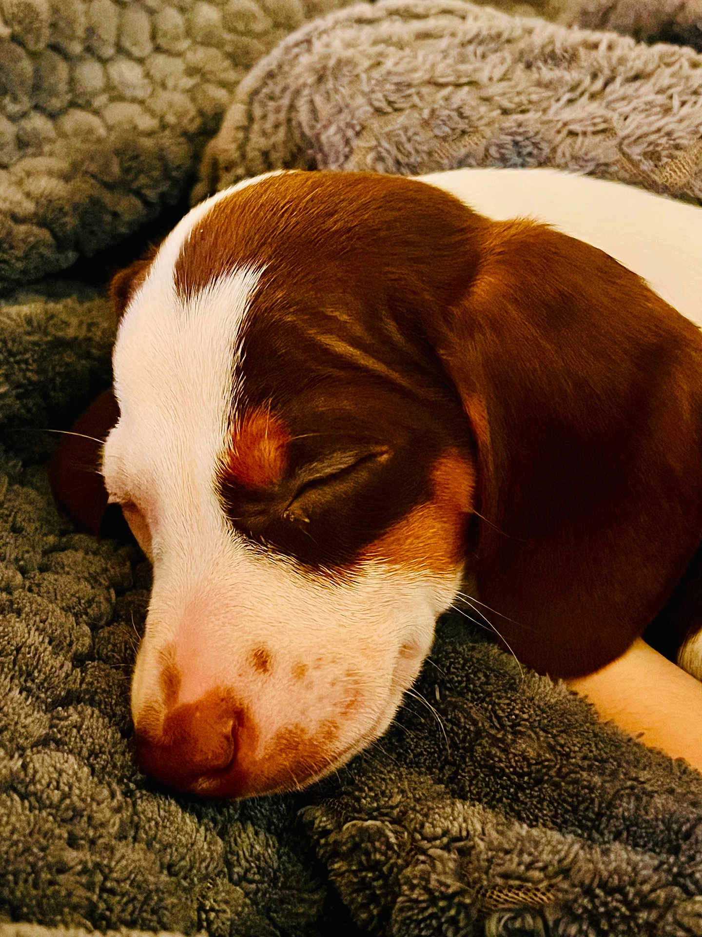 Archi participe au concours pour gagner de l'argent avec cette photo : dog, puppy, sleeping, blanket, cozy, close_up, brown_and_white, fur, nose, snout, ear, whiskers, pet, indoor, bedding, portrait, relaxed, soft_texture, cute, nap