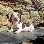 Archi a rejoint le concours — aidez-le/la à gagner de superbes lots ! puppy, dog, dachshund_like, cute, outdoor, stone_wall, slate, sunlight, ear, paw, small, brown_and_white, portrait, pet, young, resting, rock, texture, natural_light, curious