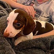 Archi participe au concours pour gagner de l'argent avec cette photo : arm, bedding, blanket, brown_and_white, child, close_up, couch, cozy, dog, fabric, fur, human_hand, indoor, paw, pet, portrait, puppy, resting, snuggling, tshirt