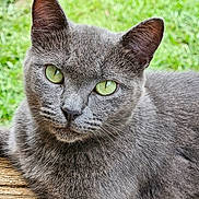 Desi is registered to the contest to win money with this photo: cat, gray_cat, green_eyes, close_up, animal, pet, feline, outdoor, grass, wood, fur, whiskers, relaxing, portrait, nature, cute, mammal, looking, calm, domestic_animal