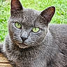 cat, gray_cat, green_eyes, close_up, animal, pet, feline, outdoor, grass, wood, fur, whiskers, relaxing, portrait, nature, cute, mammal, looking, calm, domestic_animal
