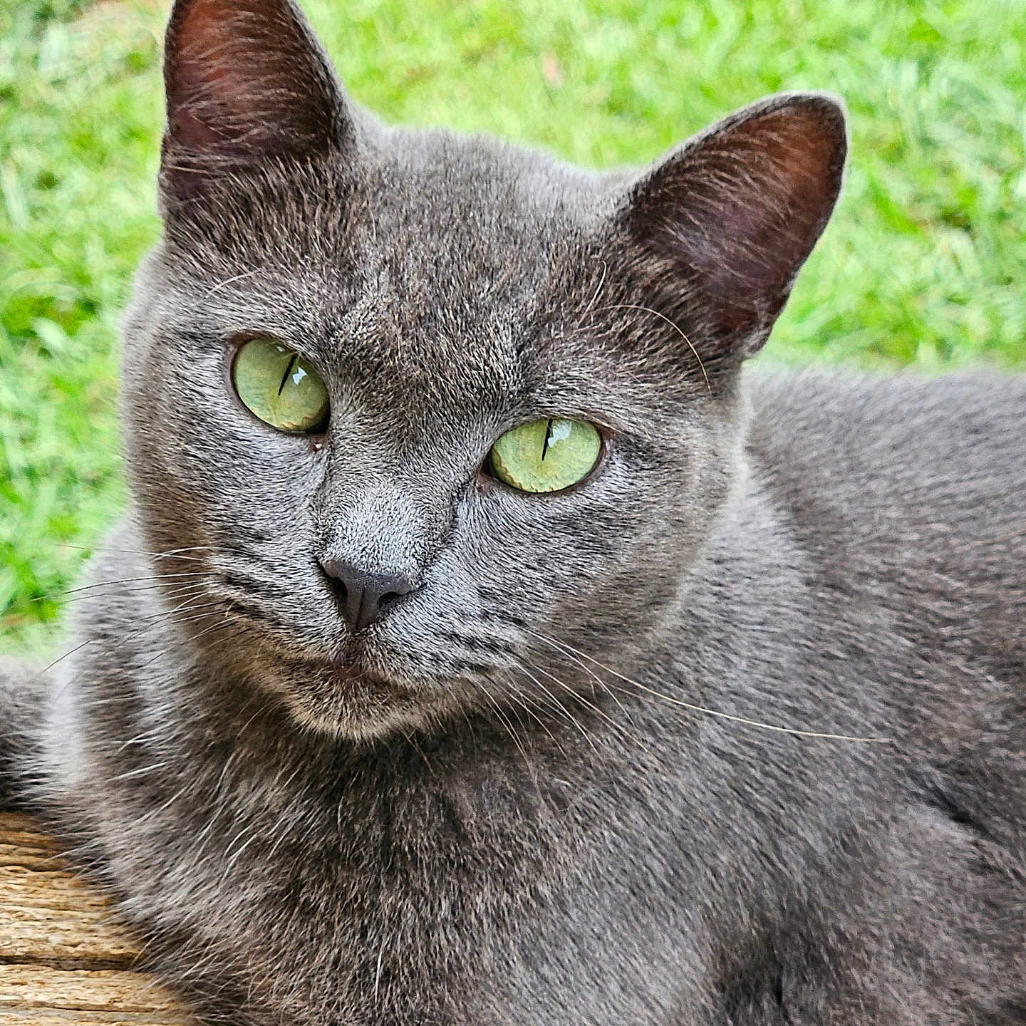 Desi is registered to the contest to win money with this photo: cat, gray_cat, green_eyes, close_up, animal, pet, feline, outdoor, grass, wood, fur, whiskers, relaxing, portrait, nature, cute, mammal, looking, calm, domestic_animal