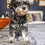 Nessie a rejoint le concours — aidez-le/la à gagner de superbes lots ! animal, bed, bedroom, black_dog, blanket, canine, closeup, curly_fur, cute, decor, dog, fur, furniture, gray_dog, home, indoor, pet, pillow, portrait, sitting