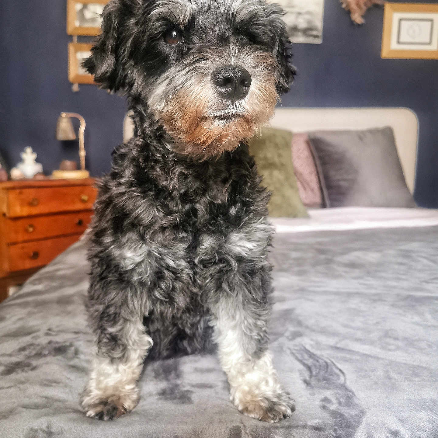 Nessie a rejoint le concours — aidez-le/la à gagner de superbes lots ! animal, bed, bedroom, black_dog, blanket, canine, closeup, curly_fur, cute, decor, dog, fur, furniture, gray_dog, home, indoor, pet, pillow, portrait, sitting