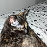 Winnie participe au concours pour gagner de l'argent avec cette photo : cat, tortoiseshell, bed, indoor, pet, fur, animal, resting, pattern, yellow_eyes, cozy, domestic, cute, feline, sleeping_area, close_up, whiskers, ear, looking_away, soft_fur