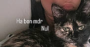 Winnie a rejoint le concours — aidez-le/la à gagner de superbes lots ! person, cat, tortoiseshell_cat, face, headband, earring, indoor, closeup, pet, animal, snuggling, portrait, expression, cozy, black_hair, feline, fur, whiskers, eyes, resting