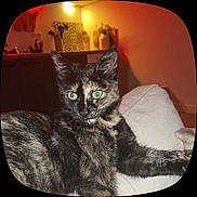 Winnie participe au concours pour gagner de l'argent avec cette photo : cat, tortoiseshell, indoor, couch, furniture, plant, decor, pet, animal, relaxed, green_eyes, fur, whiskers, ears, home, cozy, living_room, portrait, light, background