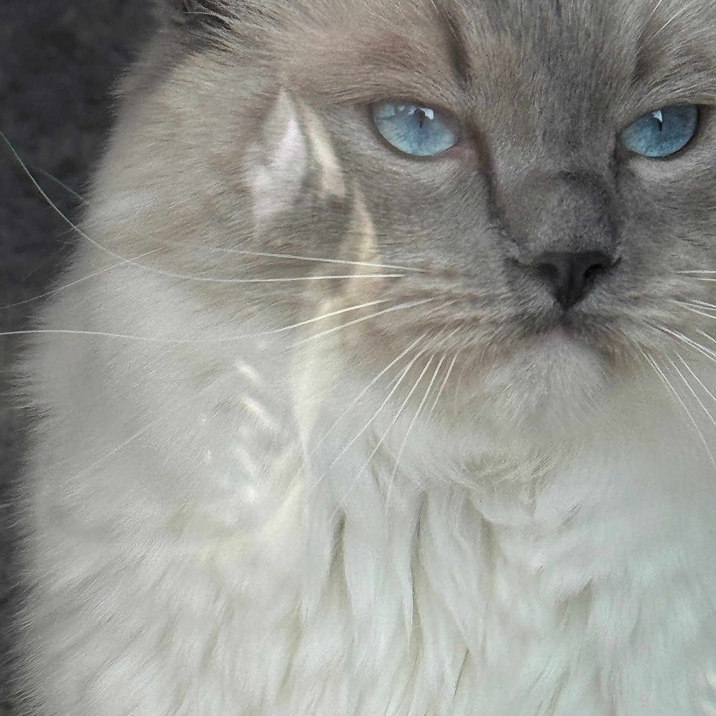 Winnie a rejoint le concours — aidez-le/la à gagner de superbes lots ! angora, animal, cat, kitten, manx, pet, siamese