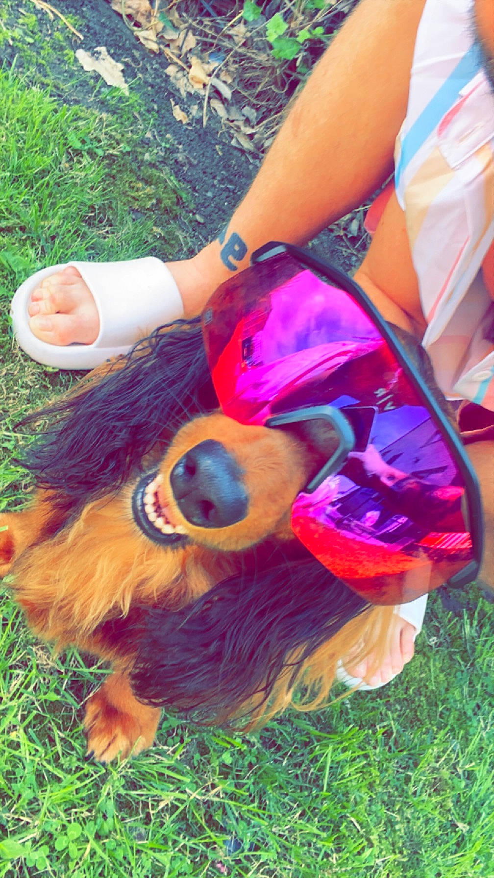 Noisette participe au concours pour gagner de l'argent avec cette photo : carnivore, companion_dog, dog, dog_breed, fashion_accessory, fawn, fun, fur, gesture, grass, happy, human_leg, leisure, magenta, people_in_nature, pink, plant, thigh, toy, watch