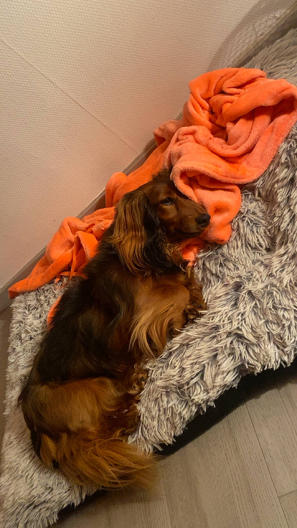 Noisette participe au concours pour gagner de l'argent avec cette photo : canidae, carnivore, comfort, companion_dog, dog, dog_breed, fashion_accessory, fawn, flooring, fur, hardwood, human_leg, liver, long_hair, natural_material, peach, sporting_group, tail, tints_and_shades, wood