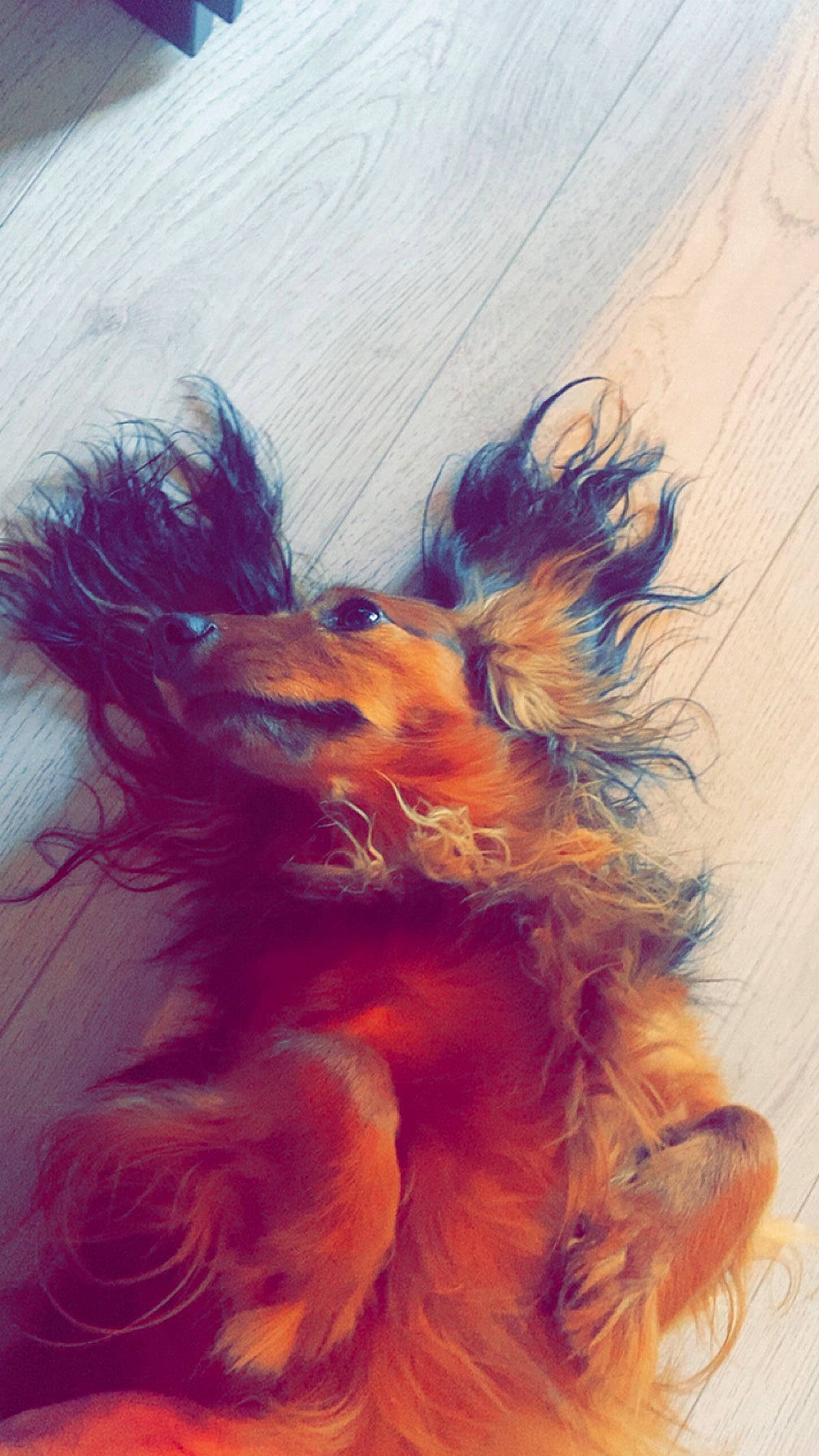 Noisette a rejoint le concours — aidez-le/la à gagner de superbes lots ! art, carnivore, companion_dog, dog, dog_breed, dog_supply, ear, electric_blue, fashion_accessory, fawn, feather, fur, liver, snout, sporting_group, tail, terrier, toy_dog, whiskers, wing