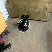 Pepper joined the competition — help win amazing prizes! animal, black_dog, carpet, chair, companion, couch, curious, desk, dog, domestic_animal, floor, furniture, home, indoor, looking_up, pet, room, rug, sitting, waiting
