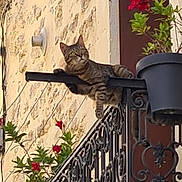 Tigrou a rejoint le concours — aidez-le/la à gagner de superbes lots ! animal, architecture, balcony, cat, closeup, curious, daylight, flower_pot, green_leaves, iron_railing, nature, outdoor, pet, plant, red_flowers, relaxing, resting, stone_wall, tabby, window