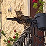 animal, architecture, balcony, cat, closeup, curious, daylight, flower_pot, green_leaves, iron_railing, nature, outdoor, pet, plant, red_flowers, relaxing, resting, stone_wall, tabby, window