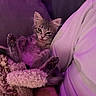 kitten, cat, pet, couch, blanket, purple_light, indoor, furry, cute, relaxed, resting, person, white_shirt, soft, cozy, animal, small, feline, domestic, companion