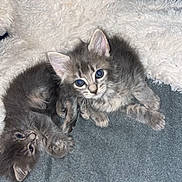 Aiko a rejoint le concours — aidez-le/la à gagner de superbes lots ! kitten, cat, gray_cat, fluffy, cute, pet, animal, feline, sleeping, resting, curious, indoor, blanket, soft_texture, snuggle, young, small, domestic_animal, friendship, cozy