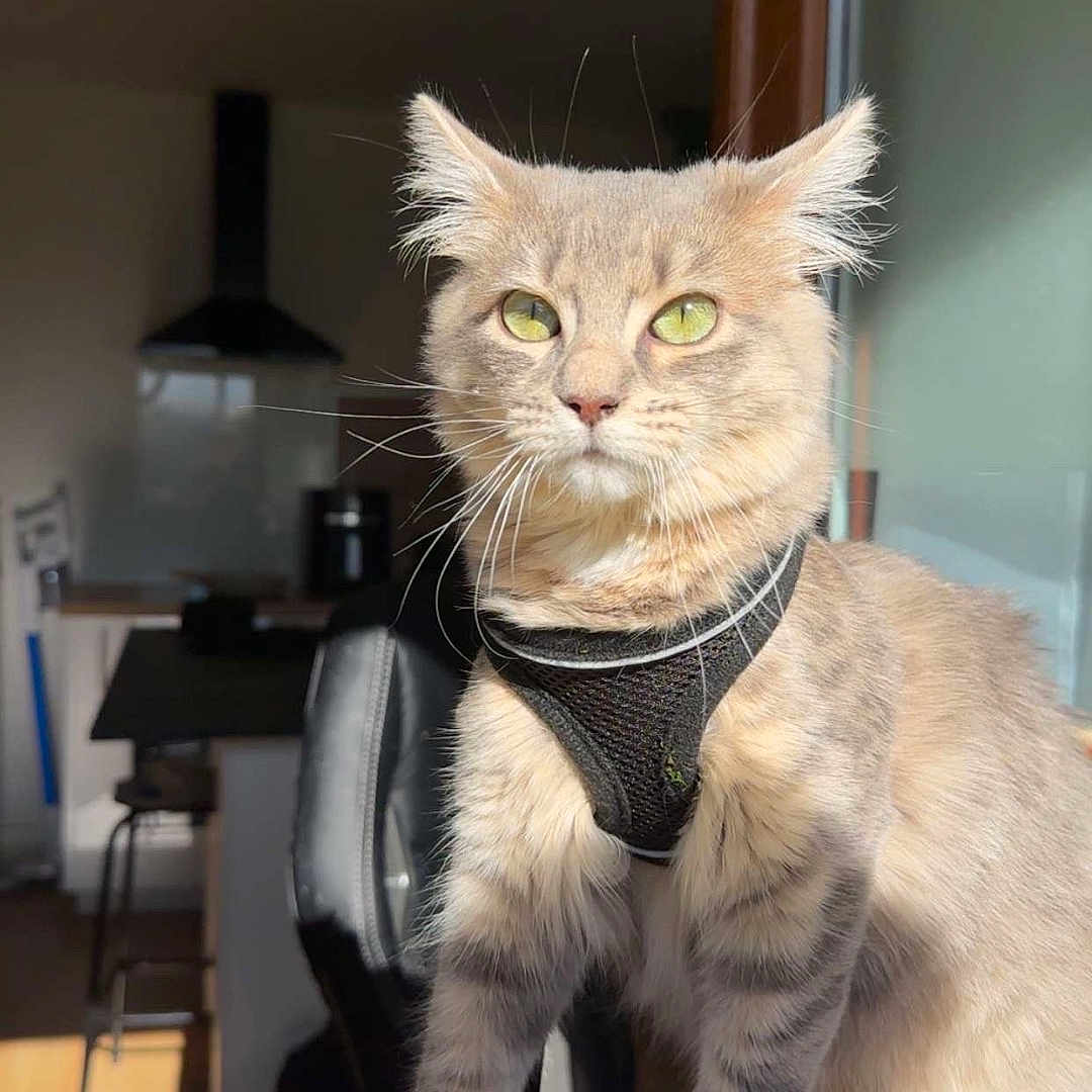 Aiko participe au concours pour gagner de l'argent avec cette photo : cat, feline, pet, indoor, sunlight, window, harness, green_eyes, fur, whiskers, chair, kitchen, appliance, wood, reflection, domestic, animal, portrait, looking_away, daylight