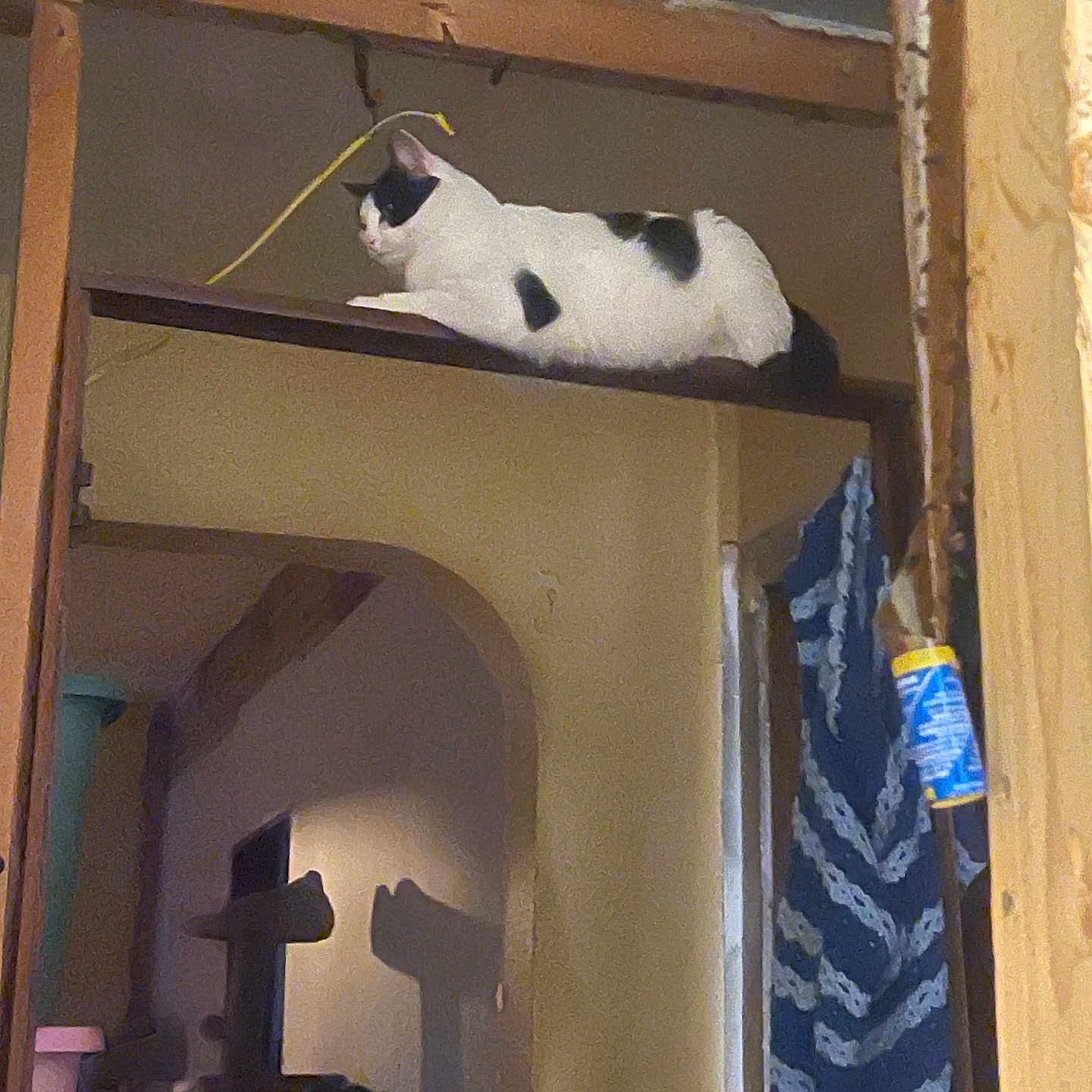 Meow Meow