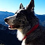 dog, outdoor, mountain, sky, collar, pet, nature, animal, profile, fur, landscape, sunlight, scenic, canine, wildlife, daytime, blue_sky, rock, view, adventure
