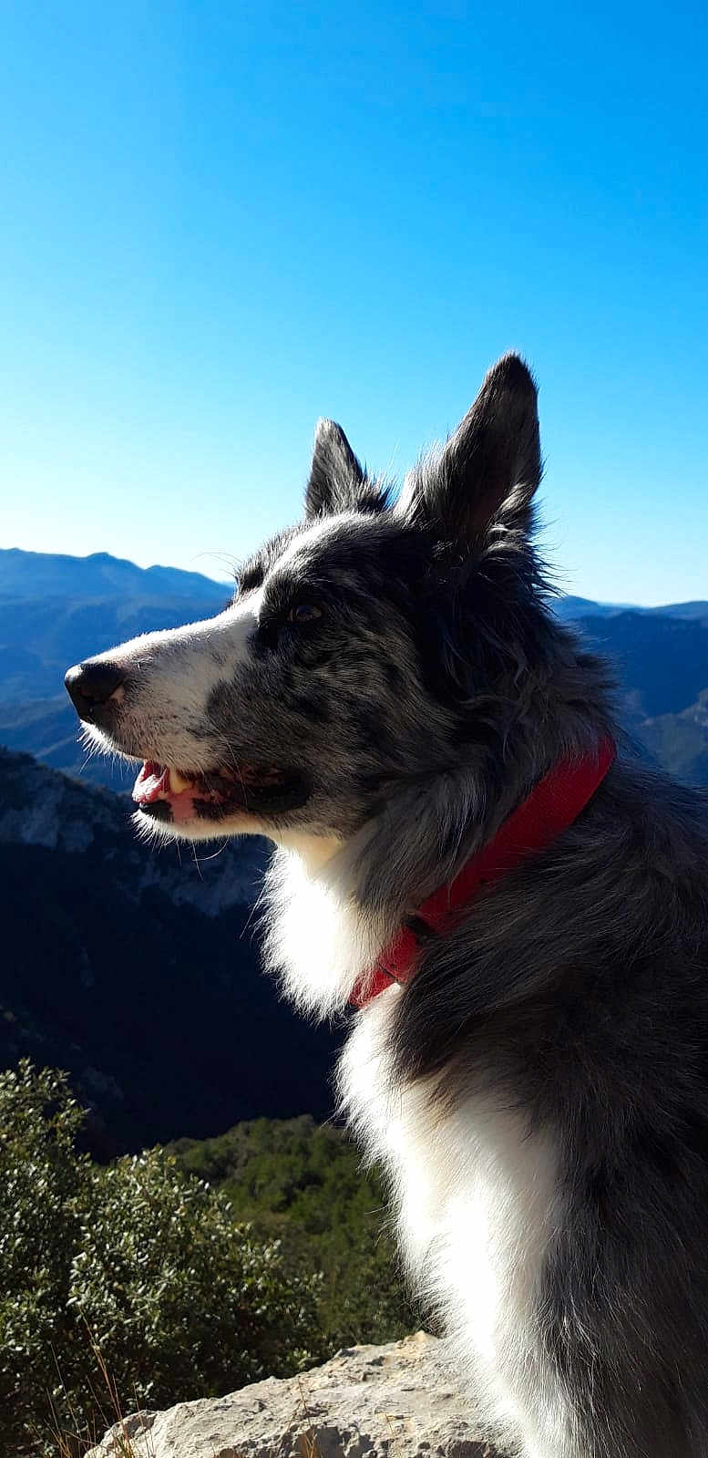 Jessy a rejoint le concours — aidez-le/la à gagner de superbes lots ! dog, outdoor, mountain, sky, collar, pet, nature, animal, profile, fur, landscape, sunlight, scenic, canine, wildlife, daytime, blue_sky, rock, view, adventure