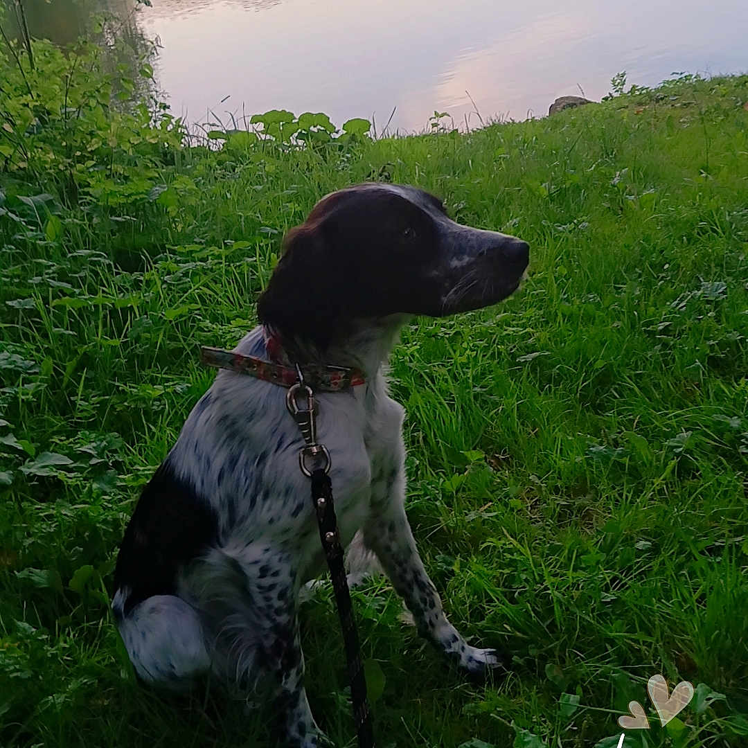 Tina participe au concours pour gagner de l'argent avec cette photo : accessories, animal, beagle, canine, dog, grass, hound, lake, leash, nature, outdoors, pet, plant, pointer, pond, puppy, sky, strap, tree, water