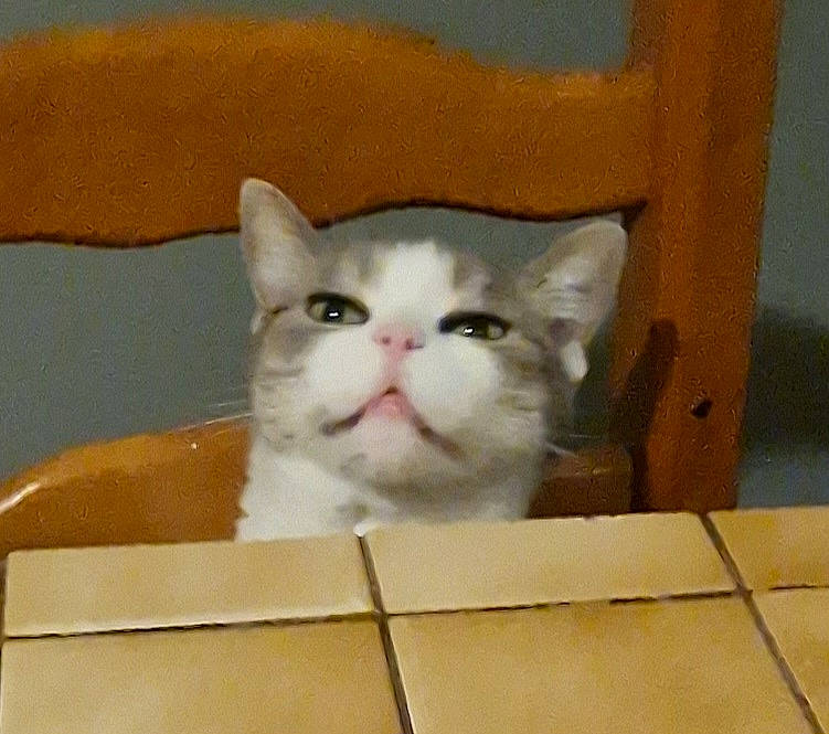 Moumoune a rejoint le concours — aidez-le/la à gagner de superbes lots ! box, cardboard, carnivore, cat, domestic_short_haired_cat, fawn, felidae, fur, packaging_and_labeling, paper_product, small_to_medium_sized_cats, snout, tile_flooring, whiskers, wood