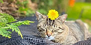 Simba a rejoint le concours — aidez-le/la à gagner de superbes lots ! animal, cat, closeup, dandelion, flower, fur, garden, greenery, head, mesh, nature, outdoor, peaceful, pet, relaxation, resting, sleeping, tabby_cat, whiskers, yellow_flower