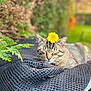 animal, cat, closeup, dandelion, flower, fur, garden, greenery, head, mesh, nature, outdoor, peaceful, pet, relaxation, resting, sleeping, tabby_cat, whiskers, yellow_flower